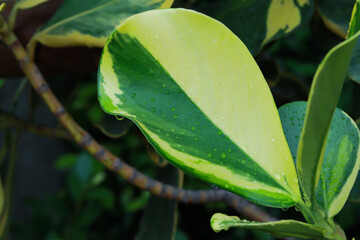 Close up plant leaves. The leaf has two tone colors, half green half yellow.