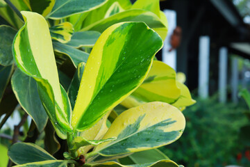 Close up plant leaves. The leaf has two tone colors, half green half yellow.