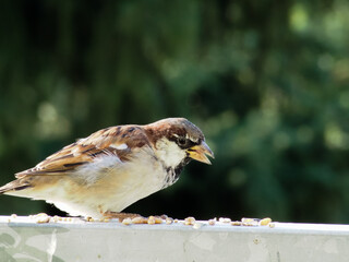 Sparrow having breakfast