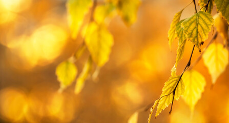 Naklejka na ściany i meble Autumn background with orange, yellow leaves and golden sun lights, natural bokeh. Fall nature landscape with copy space, banner