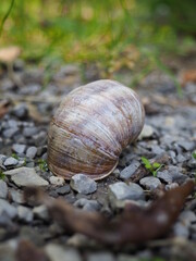Snail shell