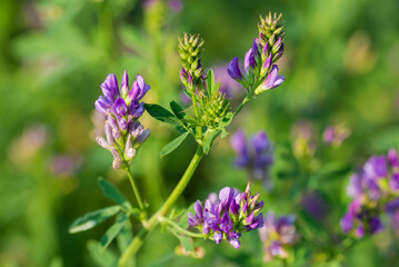 Flowering alfalfa on field close-up at selective focus