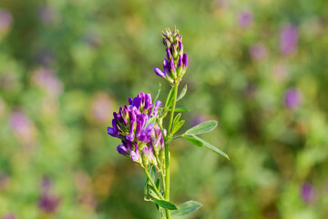 Flowers alfalfa on field close-up at selective focus