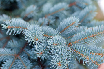Blue spruce grows in the city park.
