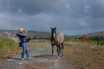 Photographing a horse. Horses. Ireland. South West Coast. Ocean. Burren region in County Clare - obrazy, fototapety, plakaty