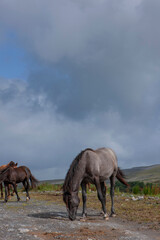 Fototapeta na wymiar Horses. Ireland. South West Coast. Ocean. Burren region in County Clare