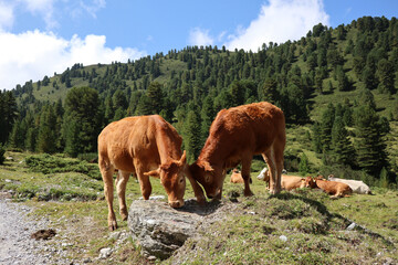 Brown Cows Grazing in Austrian Nature during Beautiful Day with Blue Sky with Clouds. Domestic Cattle with Forest in Tyrol.