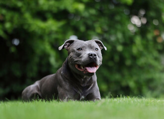 Obedient Blue Staffy Lies Down in Green Garden. Smiling English Staffordshire Bull Terrier Outside.