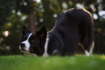 Border Collie does Obedience Training in the Garden. Smart Black and White Dog Bows Down on Green Grass.