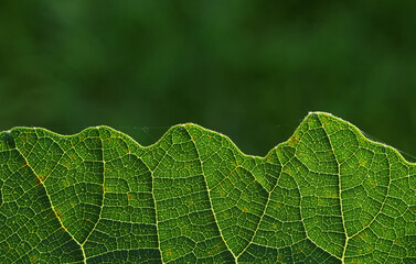 close up of green leaf