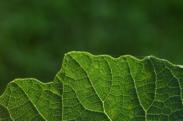 close up of green leaf