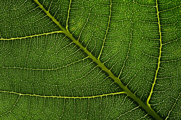 close up of green leaf
