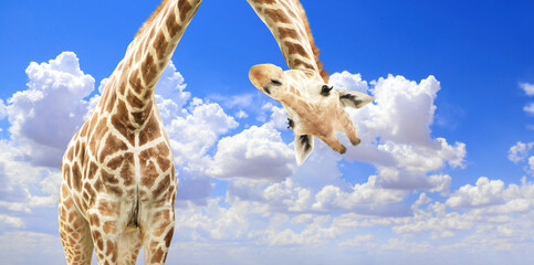 Fantastic scene with huge giraffe coming out of the cloud - obrazy, fototapety, plakaty
