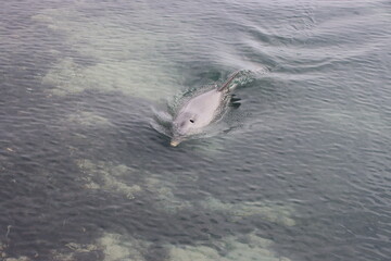 Indo-Pacific Bottlenose Dolphin, Monkey Mia, Western Australia.