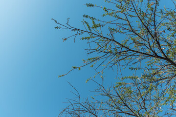 branches against blue sky