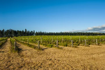 Foto op Plexiglas Winery of New Zealand © Fyle