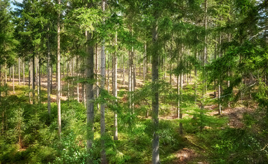 Picture of a mountain forest.