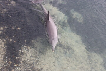 Fototapeta premium Indo-Pacific Bottlenose Dolphin, Monkey Mia, Western Australia.