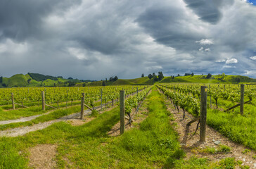 Fototapeta na wymiar Winery of New Zealand