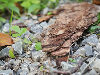 Tree bark on the ground