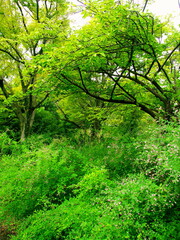 萩の花と桜の木のある初秋の公園風景