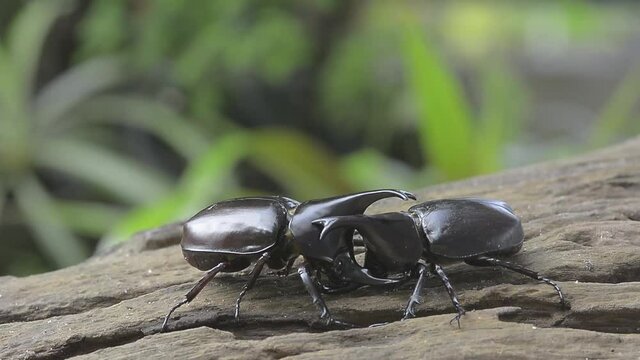 Two male Rhinoceros beetle, Rhino beetle , Fighting beetle  fight for a female during the mating season.