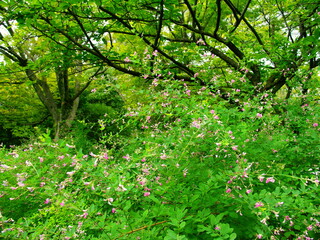 Fototapeta na wymiar 萩の花と桜の木のある初秋の公園風景