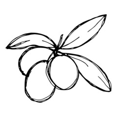 Vector sketch of olive branch. Hand drawn outline icon. Eco food doodle illustration isolated on white background. For print, web, design, decor, logo. 