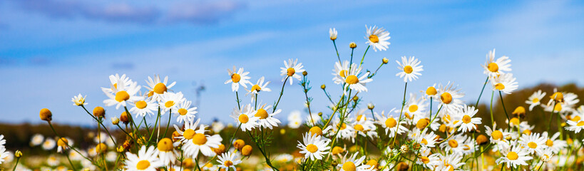 Fototapeta na wymiar White daisies in the field.