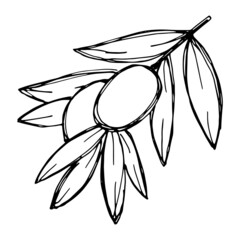 Vector sketch of olive branch. Hand drawn outline icon. Eco food doodle illustration isolated on white background. For print, web, design, decor, logo. 