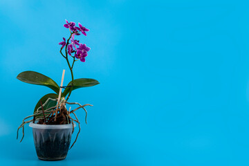 Pink orchid on a blue background.