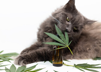 Big mainecoon cat sniffs a cannabis leaf. CBD oil is used in veterinary medicine as a sedative and...