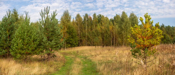 Fototapeta na wymiar Landscape panorama of meadow with green grass and trees and blue cloudy sky