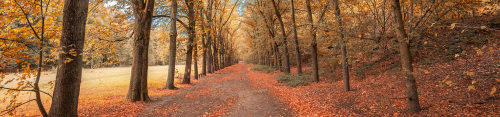Obraz premium French forest during the Fall season in the Bois de Clamart, France