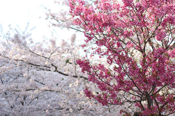 梅と桜