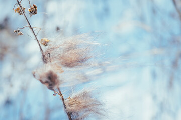 Fluff on the reeds in nature. Winter abstract background