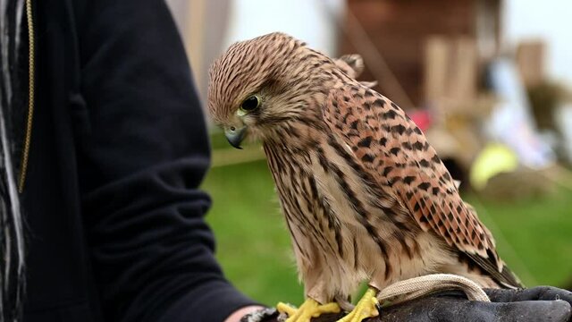 Young falcon training for falconry sits perched on the trainer's gloved hand.