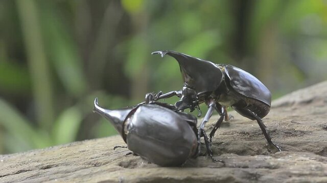 Two male Rhinoceros beetle, Rhino beetle , Fighting beetle  fight for a female during the mating season.