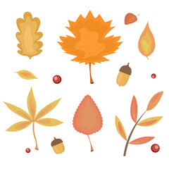 set of autumn leaves in orange, yellow and red colors. isolated on white background with rowan berries and acorns. collection of vector illustrations of leaves of maple, oak and other plants