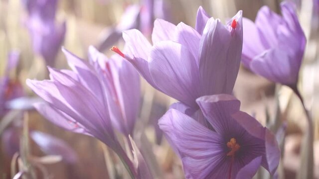 サフランの花