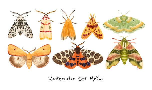 Moth butterfly watercolor hand painted illustration collection