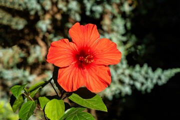 Large red flower of Chinese hibiscus (Hibiscus rosa-sinensis) on blurred background of branch of juniper. Selective focus. Close-up. Chinese rose or Hawaiian hibiscus in sun. Nature concept for design
