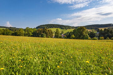 Summer landscape with flowering meadow, trees and blue sky