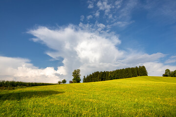 Summer landscape with flowering meadow, trees and blue sky