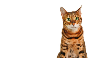 Beautiful cute green-eyed ginger striped purebred bengal cat, sitting looking at camera on white background. Copy space for text.Adorable funny pet concept.