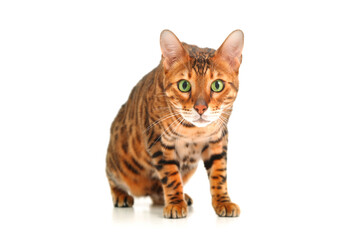 Beautiful cute red striped green-eyed bengal cat looking at camera on white background. Amazed,scared,prick-eared pet or pussy-foot concept. Adorable careful funny animal idea.Copy space,isolated.