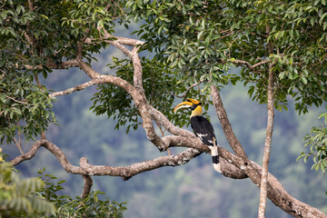 Fototapeta na wymiar Beautiful Great Hornbill in rainforest nature and find lace as food