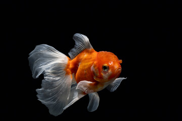 Goldfish pet in an aquarium tank with a black background	