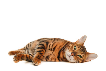 Beautiful cute ginger striped bengal cat enjoy lying,sleeping, relaxing, chilling on white background. Pet having rest, funny animal concept. Copy space for text.