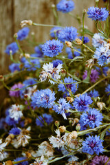 midsummer flowers, blue and violet cornflowers in the garden